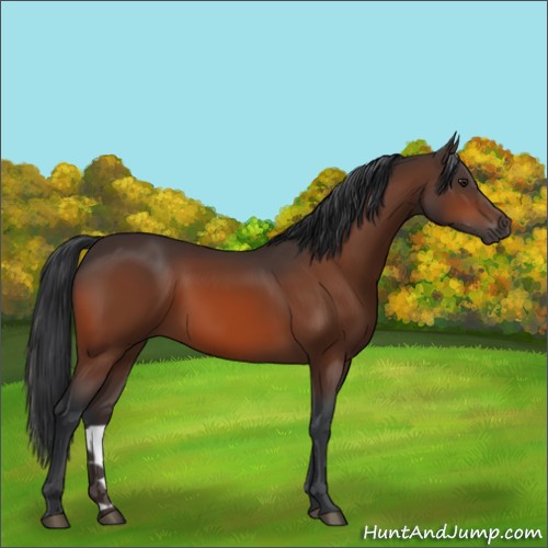 Horse Color:Brown 