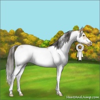 Horse Color:Buckskin Sabino Frame 