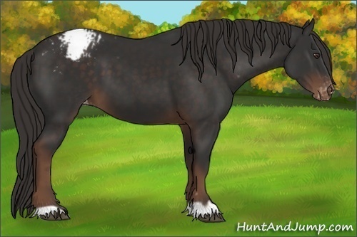 Horse Color:Liver Chestnut Appaloosa 