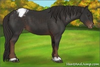 Horse Color:Liver Chestnut Varnish 