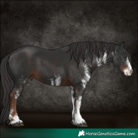 Horse Color:White Spotted Liver Chestnut