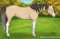 Horse Color:Buckskin Roan Dun Splash 