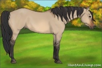 Horse Color:Bay Dun
