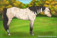 Horse Color:Bay Roan  and Buckskin Roan Dun 