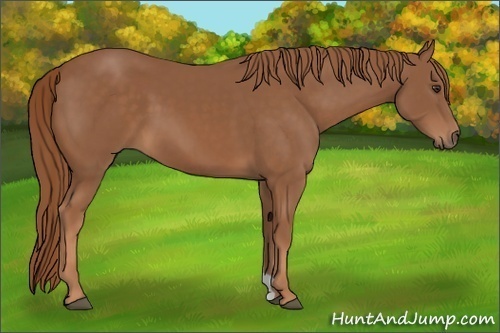 Horse Color:Chestnut 