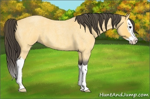 Horse Color:Buckskin Roan Splash 