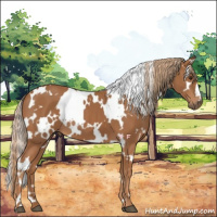 Horse Color:White Spotted Chestnut 