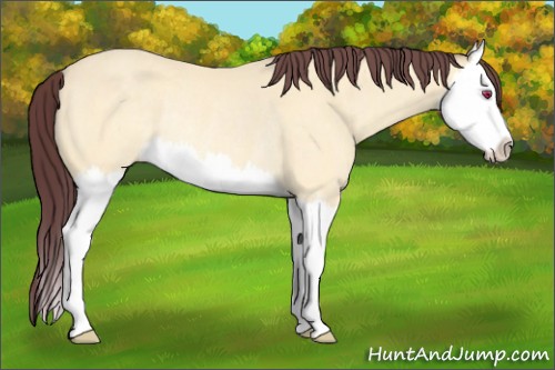 Horse Color:Chocolate Buckskin Chinchilla Splash Rabicano