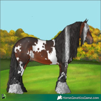 Horse Color:White Spotted Brown