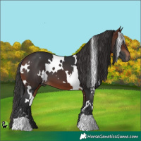 Horse Color:White Spotted Brown 