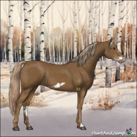Horse Color:Chocolate Palomino Frame 