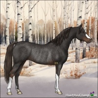 Horse Color:Liver Chestnut Rabicano 