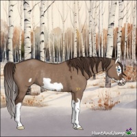 Horse Color:Liver Red Dun Splash Frame Rabicano 