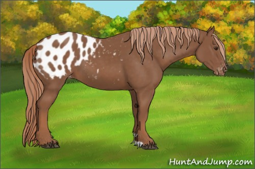 Horse Color:Chestnut Appaloosa 