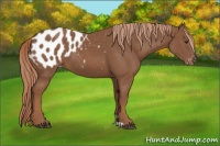 Horse Color:Chestnut Appaloosa 