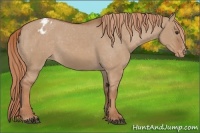 Horse Color:Red Dun Appaloosa 