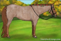 Horse Color:Red Roan 