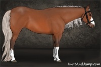 Horse Color:Silver Bay 
