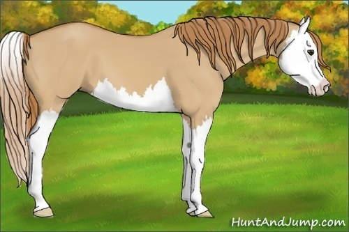 Horse Color:Red Dun Splash 