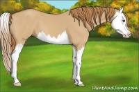 Horse Color:Red Dun Splash 
