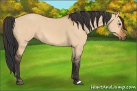 Horse Color:Bay Dun 