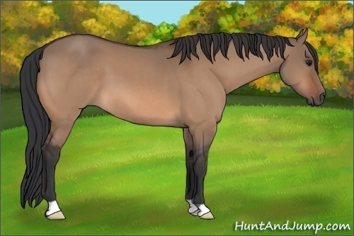 Horse Color:Bay Dun