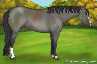 Horse Color:Grullo Sabino 