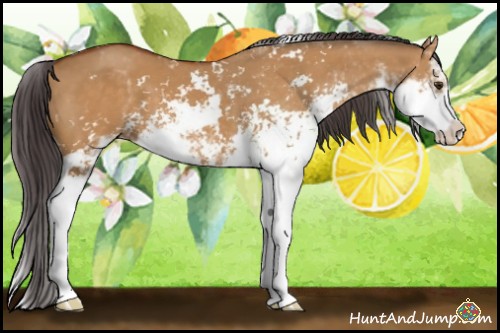Horse Color:Buckskin Dun Sabino