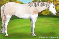 Horse Color:Gold Champagne Splash