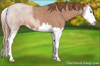 Horse Color:Red Roan Splash 