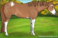 Horse Color:Chestnut Sabino Varnish