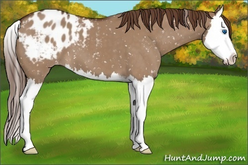 Horse Color:Liver Red Dun Sabino Splash Appaloosa 