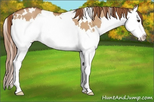 Horse Color:White Spotted Red Dun Splash 