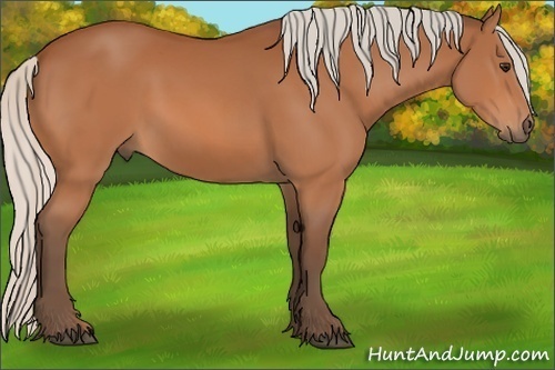 Horse Color:Silver Bay 