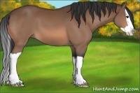 Horse Color:Bay Splash 