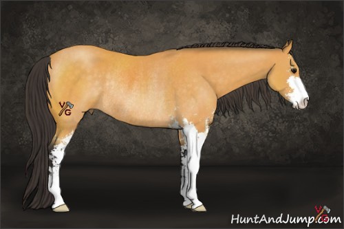 Horse Color:Buckskin Sabino Rabicano 