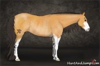 Horse Color:Buckskin Sabino Rabicano 