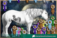 Horse Color:White Spotted Black Splash Tobiano Rabicano