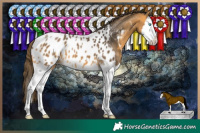 Horse Color:Buckskin Sabino Splash Near Leopard 
