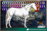 Horse Color:Buckskin Sabino Splash Appaloosa 