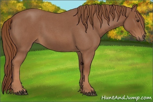 Horse Color:Red Roan