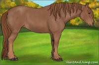 Horse Color:Red Roan 
