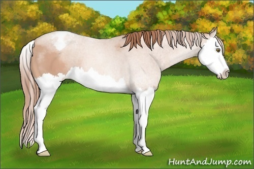 Horse Color:Gold Champagne Splash Appaloosa 