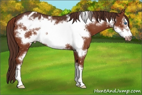 Horse Color:Liver Chestnut Frame Appaloosa 