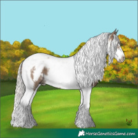 Horse Color:White Spotted Silver Grullo Splash Tobiano Frame 