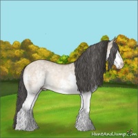 Horse Color:White Spotted Bay Dun Splash Rabicano 
