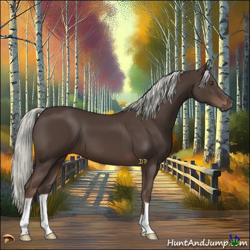 Horse Color:Liver Chestnut Mushroom 