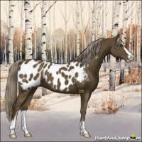 Horse Color:Chocolate Palomino Sabino Blanket 