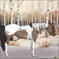Horse Color:Liver Red Dun Tobiano Appaloosa 