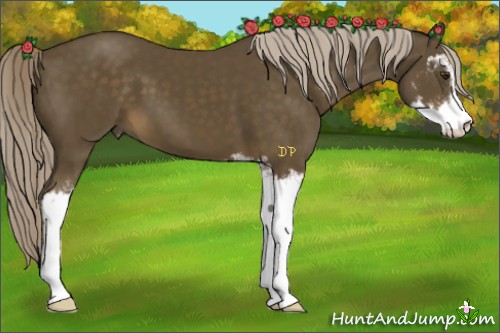 Horse Color:Chocolate Palomino Sabino 